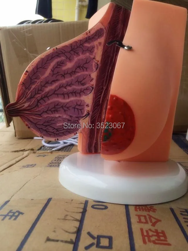 Молочная железа человека в период лактации|mammary gland|breast modelingorgan model |