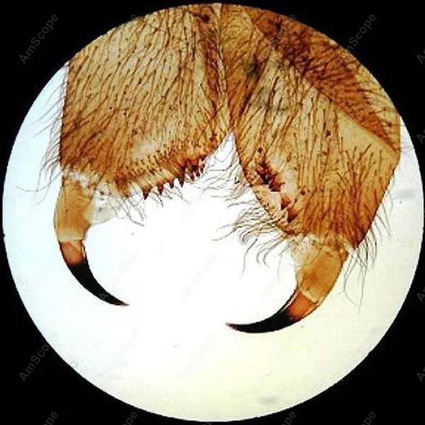 Бинокулярный стерео Монетный микроскоп AmScope поставляет бинокулярный 10X 20X 40X SE306