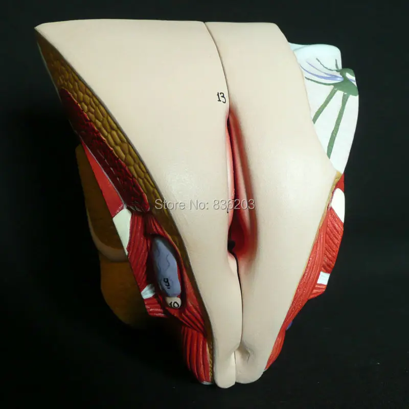 2 части Женская Тазовая секция анатомическая модель сердце мозга миксер в