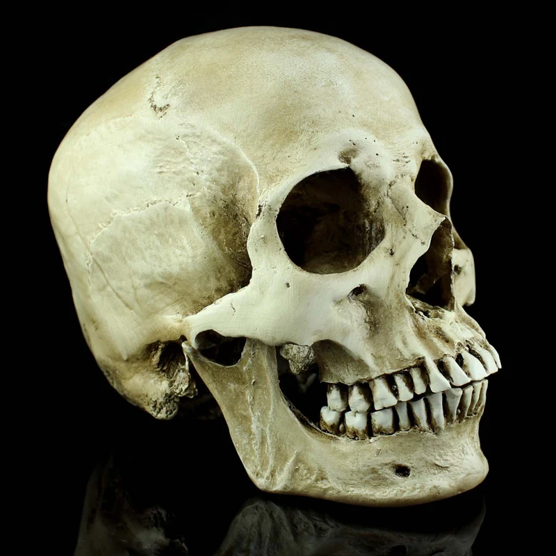 Моделирование черепа человека в виде ужаса натуральную величину 1: 1 модель