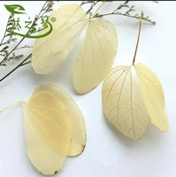30pcs 10 12cm dried natural cercis chinensis leaf leaves skeleton wedding party home mural bookmark jewelry craft diy