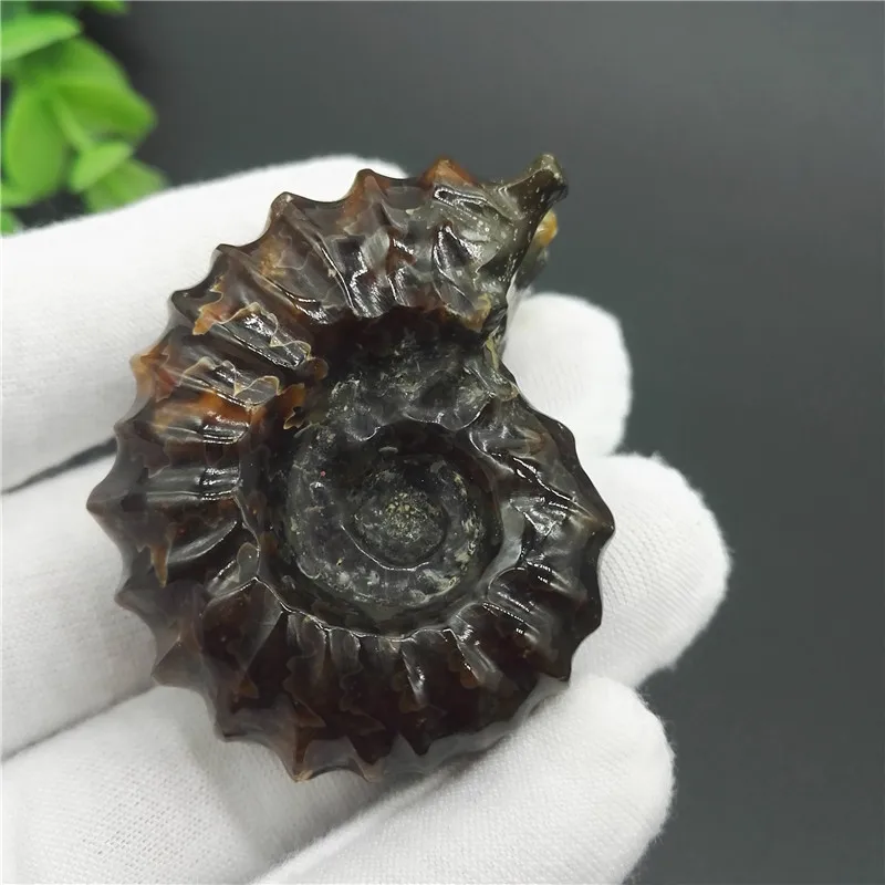 AAA + &quotКоза Рог&quot Fossil винт натуральный полированный нефритовый кристалл камень