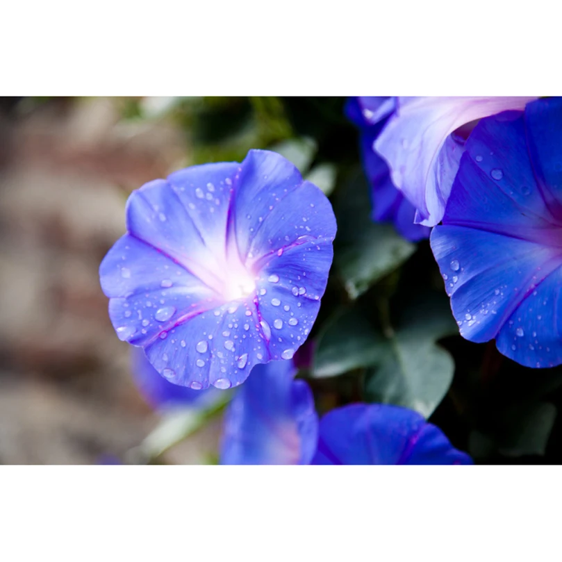 Алмазная вышивка HL444 полная крестом фиолетовая утренняя слава мозаика для