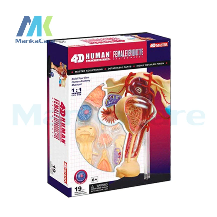 4D Master medical FEMALE human body skeleton anatomical model assembled Human model female reproductive can medicine use