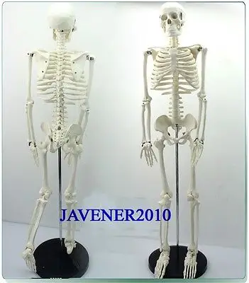 Анатомическая кожа человека 85 см | Канцтовары для офиса и дома