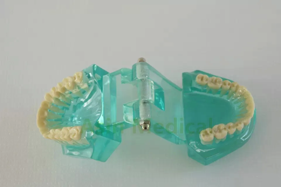 

Good Quality Natural size model dental tooth teeth dentist dentistry anatomical anatomy model