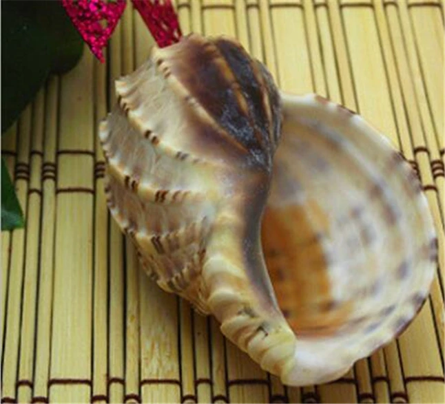 Аквариумные украшения из ракушек 6 8 см|decorative decorative|decorative home decordecoration nature |