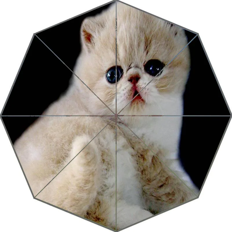 Nice cat экзотическая короткошерстная зонтик пользовательские солнечный и дождливый зонтик Дизайн Портативный Мода Стильный Полезная Зонты хороший подарок - Цвет: Сливовый