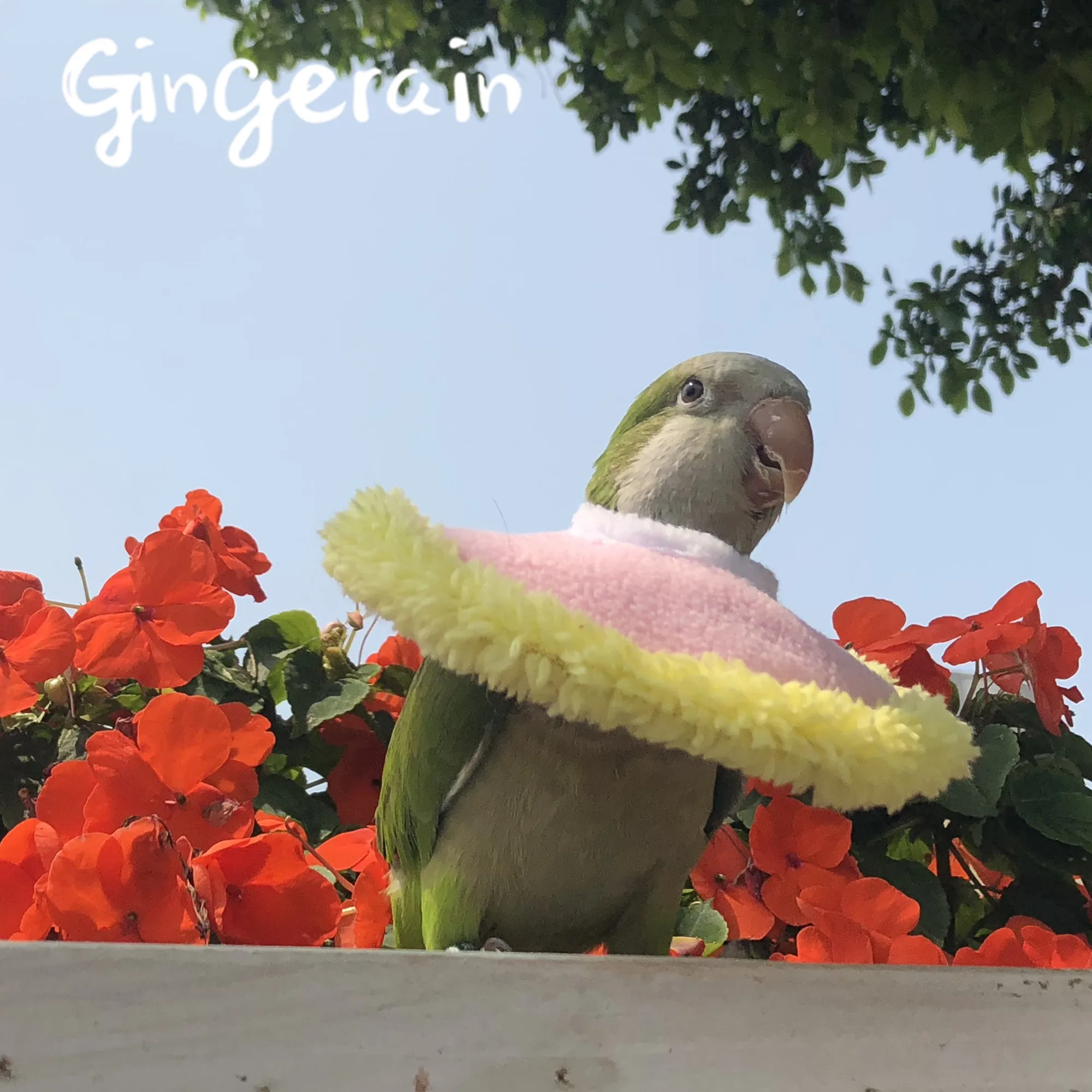 Gingerain одежда с птицами parrot's hair-proof collar small Elizabeth Circle | Дом и сад