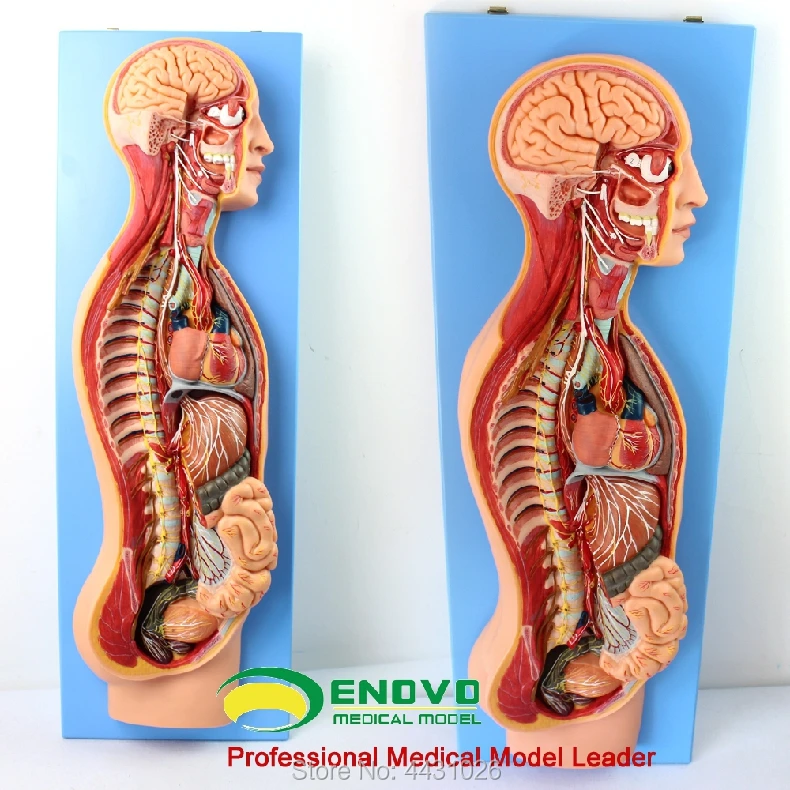 ENOVO The anatomy of autonomic nervous system in human medical sympathetic system model