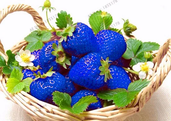 Подлинная! 300 шт синие альпинистские Ягоды клубники сладкие вкусные фруктовые