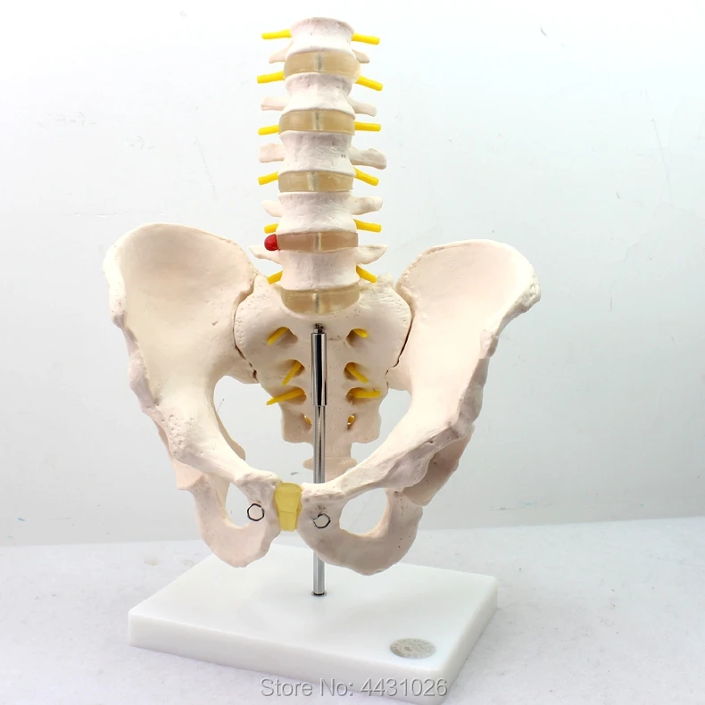ENOVOThe Male Pelvis Model Of The Medical Human Body Is Attached With Five Lumbar Vertebrae Sacrum Coccygeal Bone Model