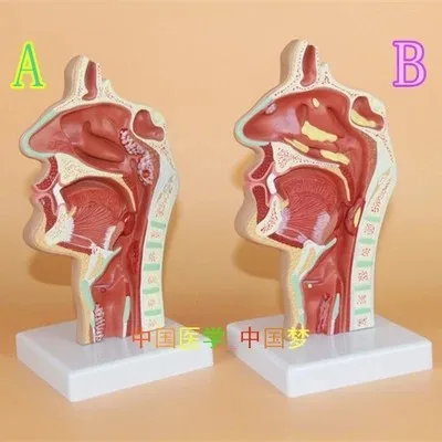 

Nasal and throat anatomy of human mouth and nose ENT medical pathology rhinitis model A/B type free shipping