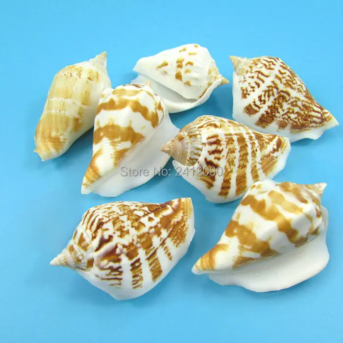 Натуральный пляжный морской ракушка украшения 100/80 шт белая Конча Улитка для