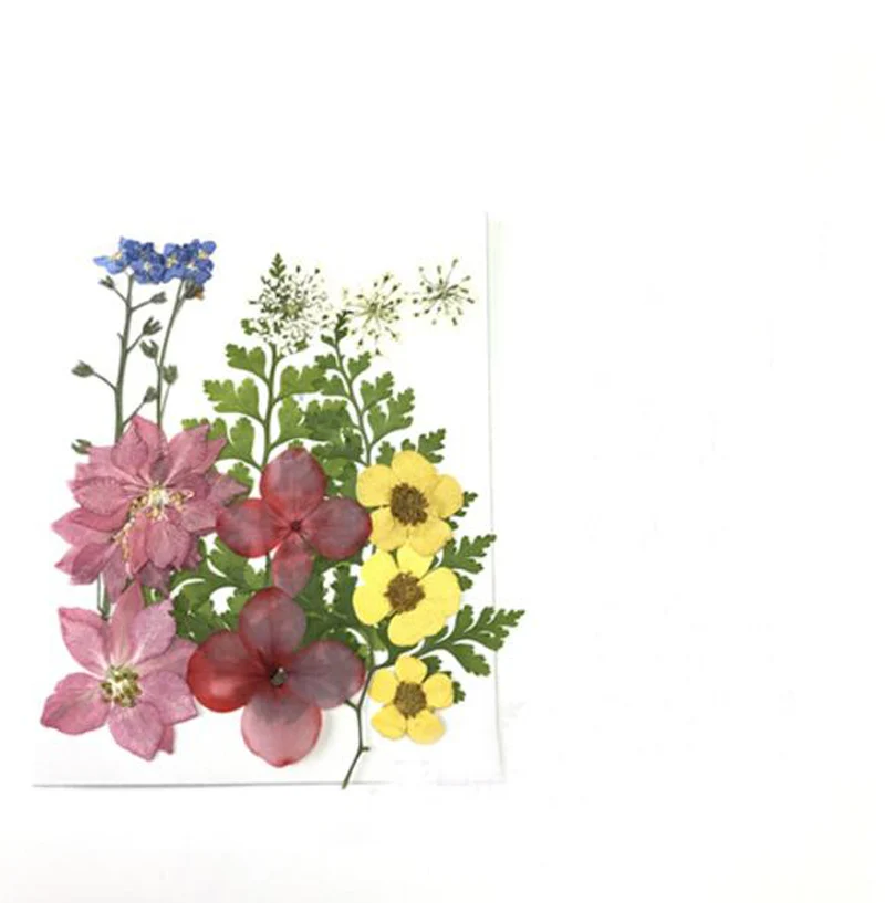 Смешанный прессованный высушенный лист + цветочные гербарий из растений для