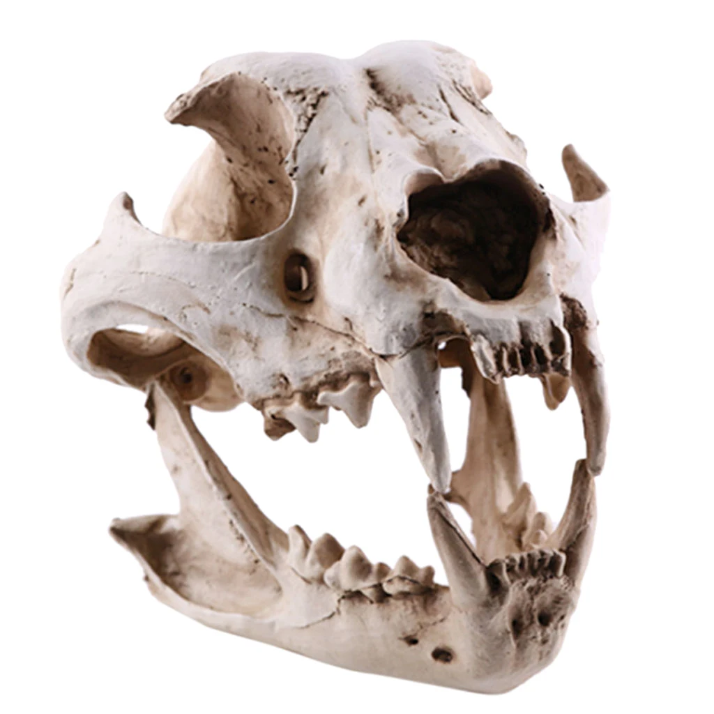Resin Dog Canine Model Anatomy Skull Head Drawing School Figurine Decor Statues