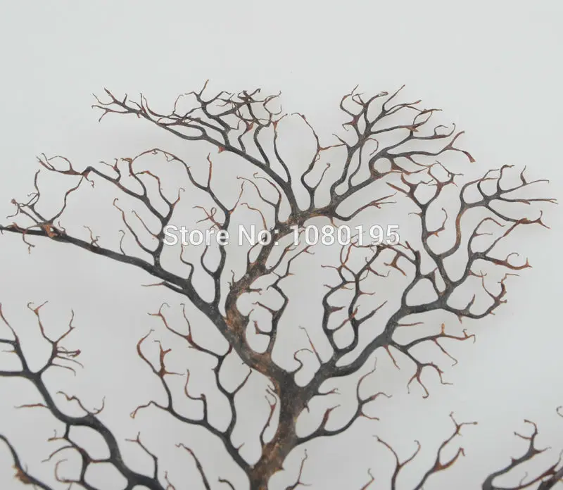 

Natural sea tree cycas 20-33cm fish tank decoration large gorgonian Coral tree sea fish tank TR18106109
