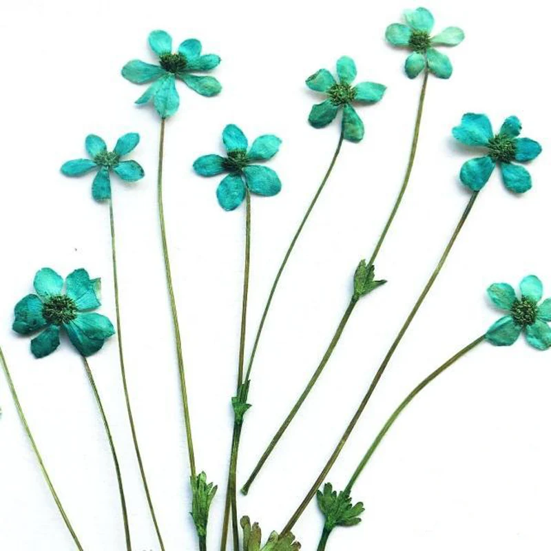 10 шт. сушеные цветы образцы дикие натуральные прессованные растения для