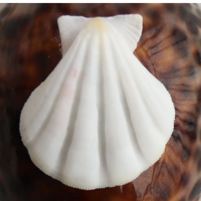 Бесплатная доставка (20 шт./лот) цвет толстый гребешок натуральная раковина и