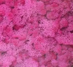 Color-21 100 г сохраненный свежий мох цветок для свадебной вечеринки домашний отель украшения DIY букет материал аксессуар - Цвет: Color-21