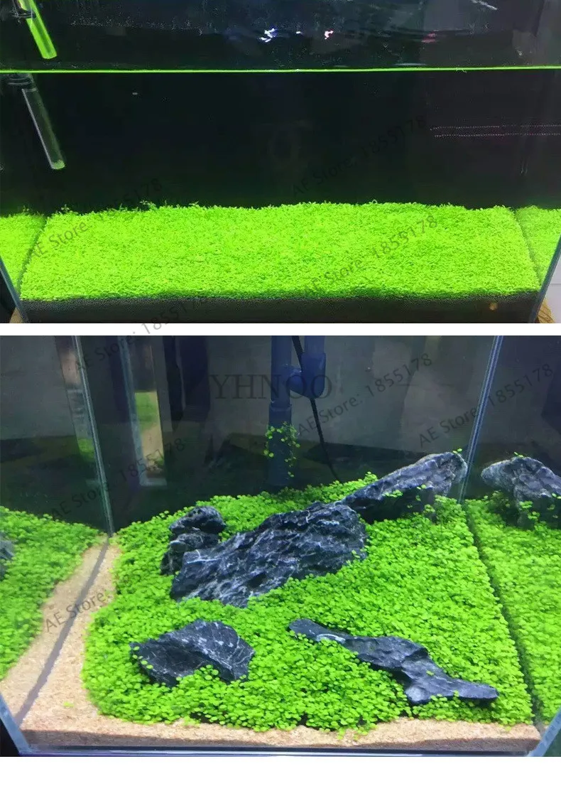 Большая распродажа! 500 шт. аквариум Glossostigma Hemianthus Callitrichoides бонсай водная трава мини