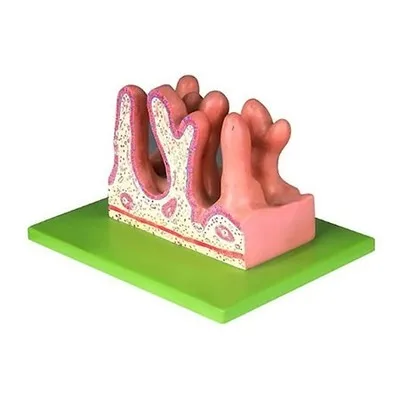 Jejunal inside enlargement model Mucosal epithelium of gastrointestinal villi 400X 13*16*8.5cm free shipping