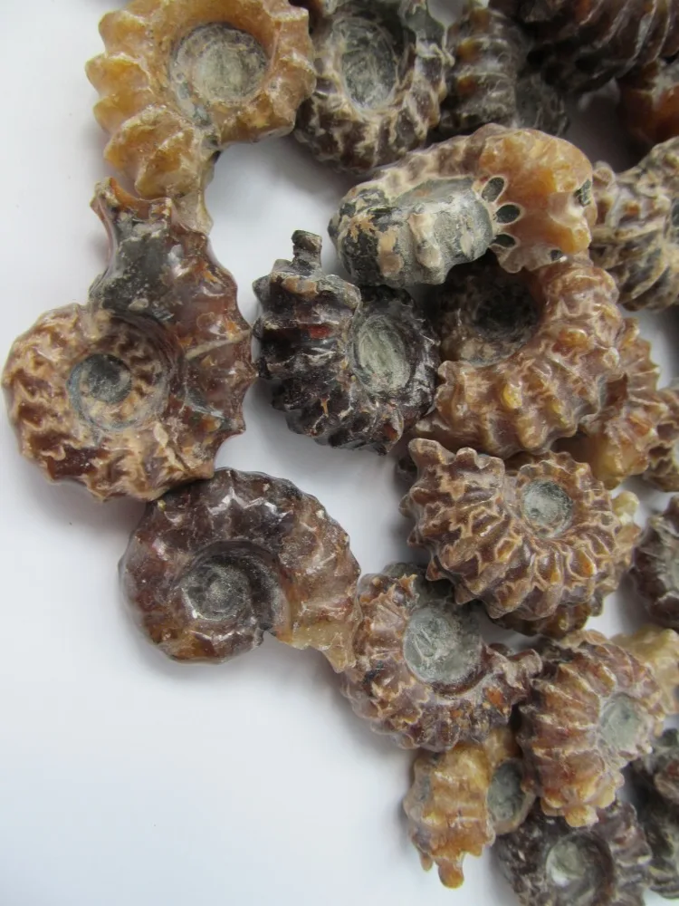 Одежда высшего качества редко полированный &quotКоза Рог&quot douvilleiceras аммонита Fossil 30