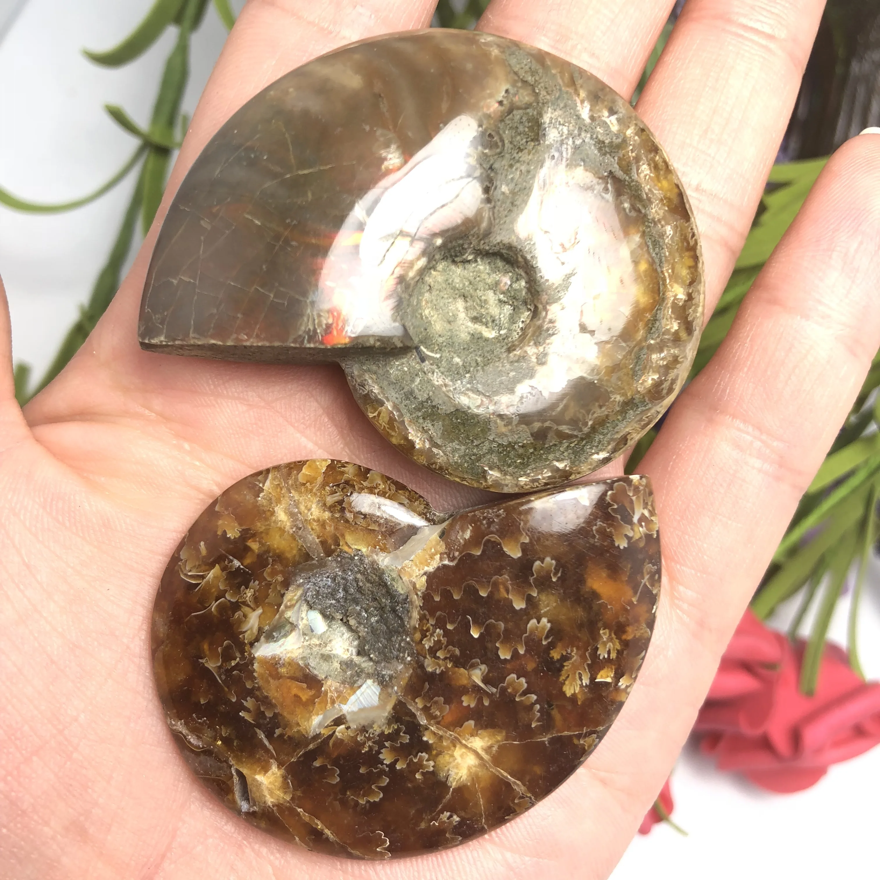 Colorful!!!Natural Polished &quotGoat Horn&quot Fossil Ammonite Conch Douvilleiceras Madagascar Mineral Specimen | Дом и сад
