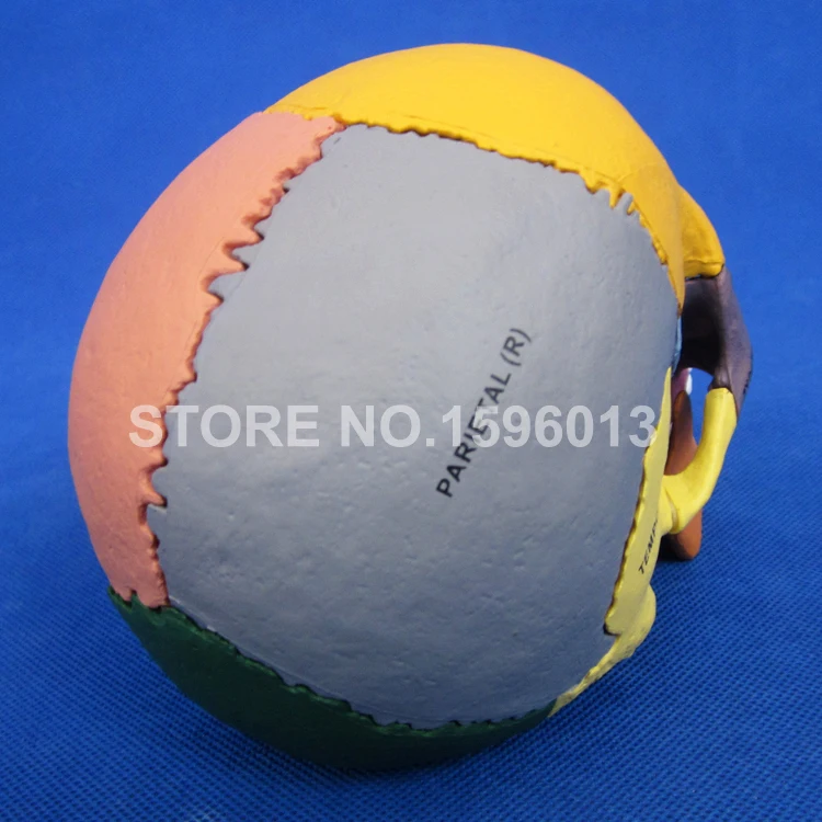 Усовершенствованная модель черепа с дисперзирующей костью человеческого в