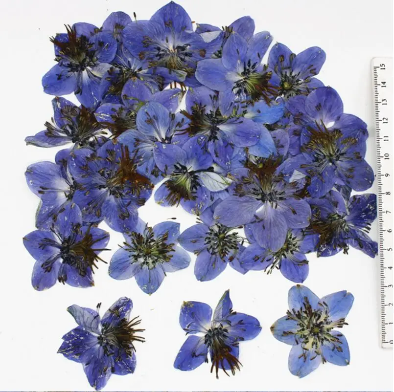 120 шт. 3 4 см|star flower|flower flowerdried flower press |