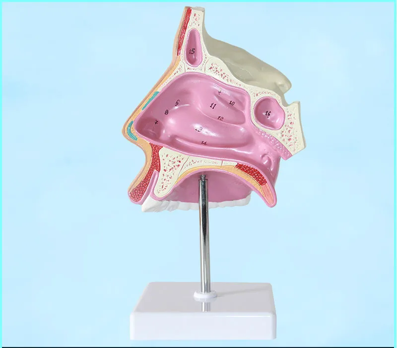 Анатомическая модель скелета человеческого рта носовая полость Анатомия