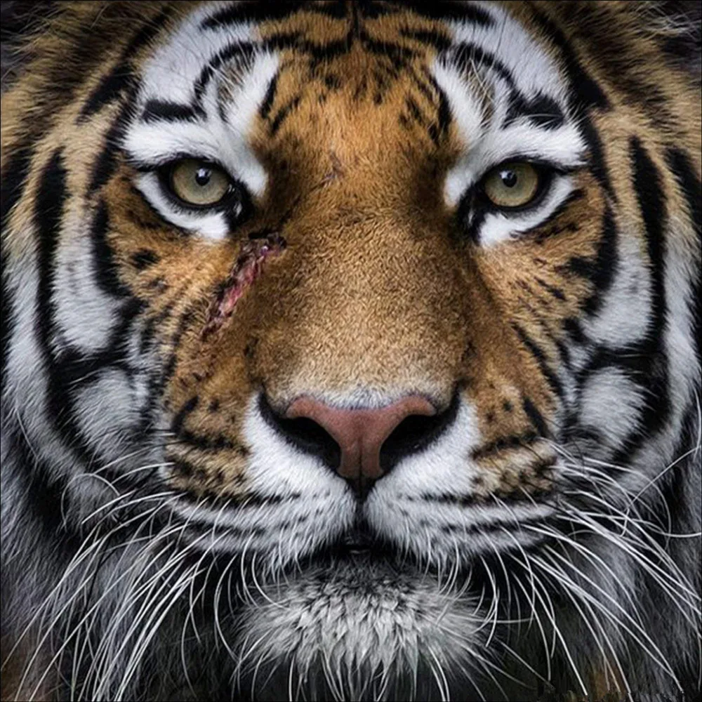 5D DIY Full Round Diamond Paintings Cross Stitch Animal Kits Aggressive Tigers Embroidery Art Rhinestones Decoration Home | Дом и сад
