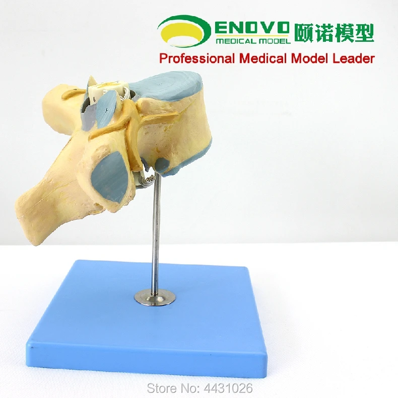 

ENOVO The anatomical model of neuro-orthopedics in the thoracic spinal cord and spinal nerves of the medical human body