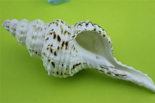 

4pc/Lot Long 9-12cm Decorative Seashells Natural Conch Harp Aquarium Ornaments Creative Props Aquarium Landscape Crafts