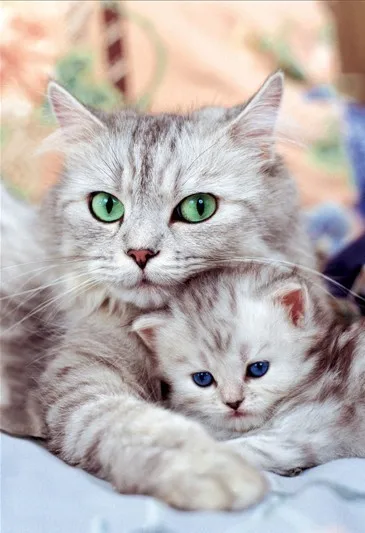 14/16/18/27/28 два милых кота животных Домашние животные ручной работы Рукоделие