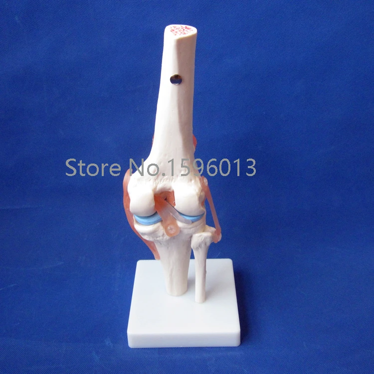 Популярная модель коленного сустава в натуральную величину анатомической