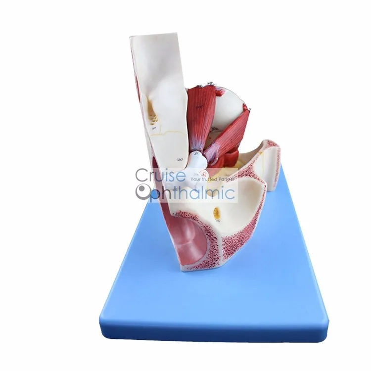 Орбита премиум класса и окулярные мышцы модель 5X глазного яблока | Для