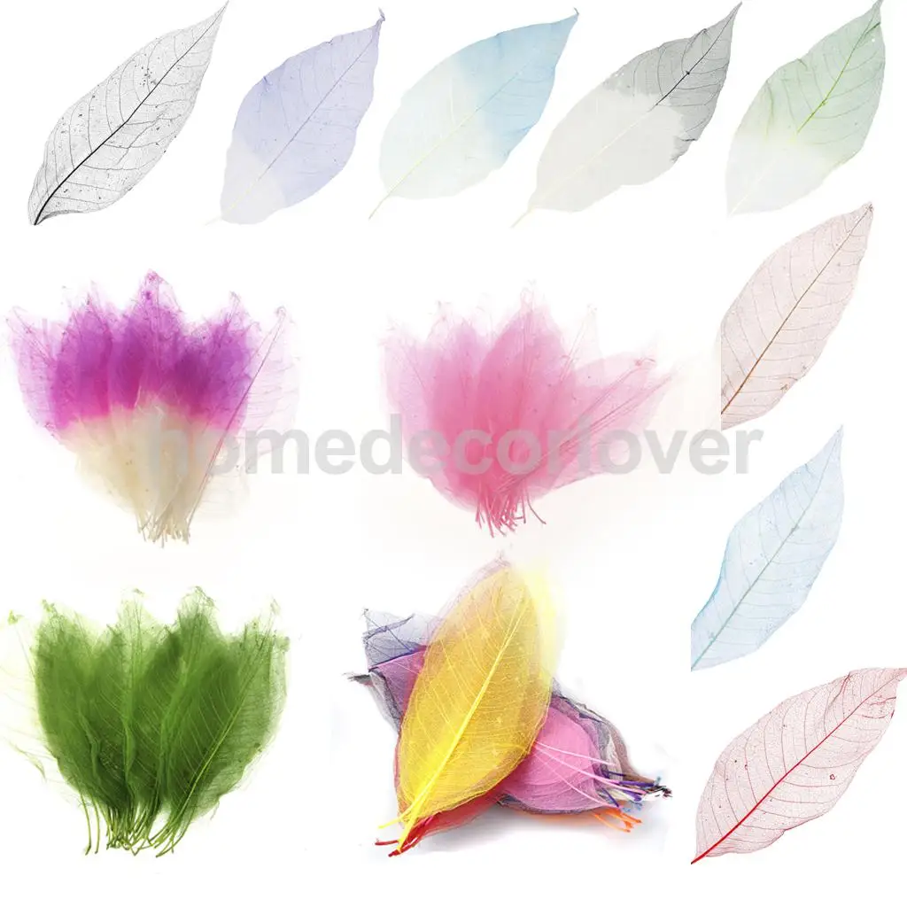 50 шт. альбом для скрапбукинга с листьями магнолии|skeleton leaves|leaf scrapbookingscrapbooking leaf |