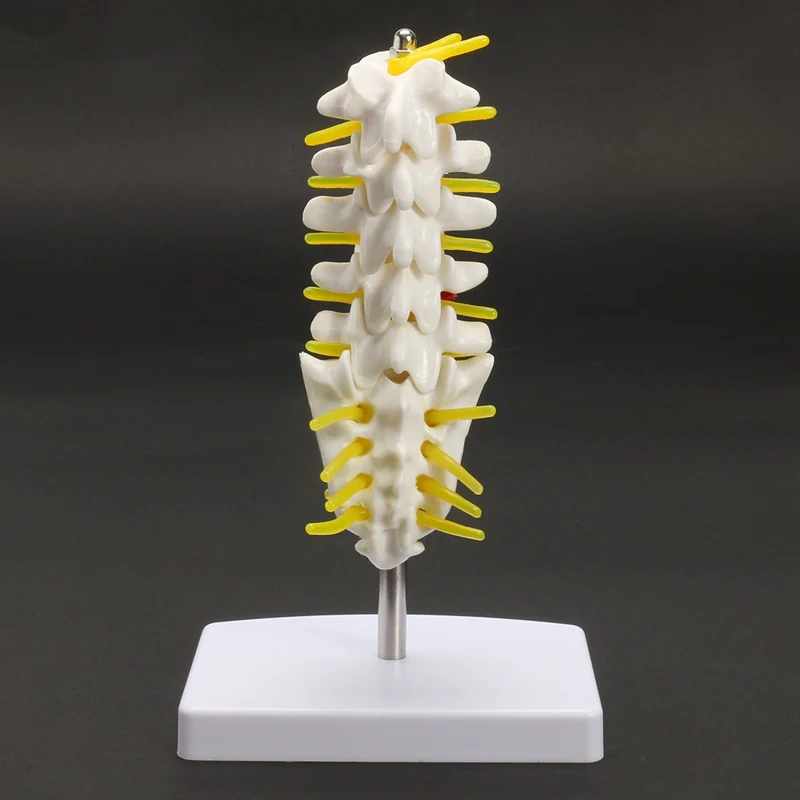 KiWarm 1 шт. 15 см мини человеческая поясница позвонка Sacrum Coccyx анатомический медицинский позвоночник модель статуи скульптуры