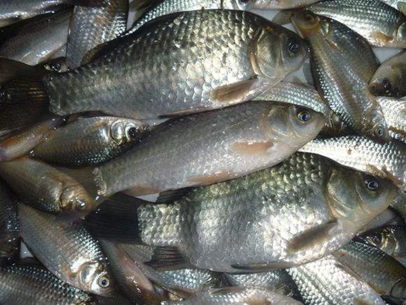 100 г гранулы леща трава карпа серебро Dace наживка для тилапии мульти-вкус приманки формула насекомых частицы костюм частиц
