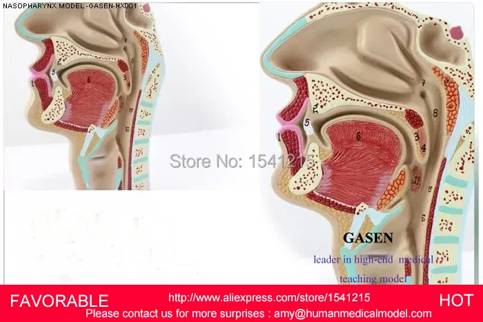 Анатомическая носовая полость человека анатомическая модель гортани анатомия