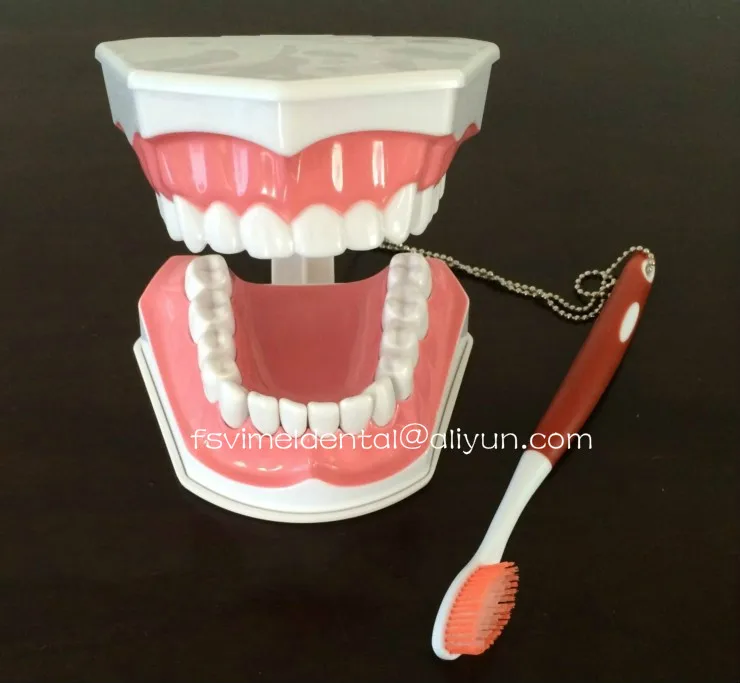 2016 новый зубной модель Стоматолог прибор для демонстрации зубов съемный