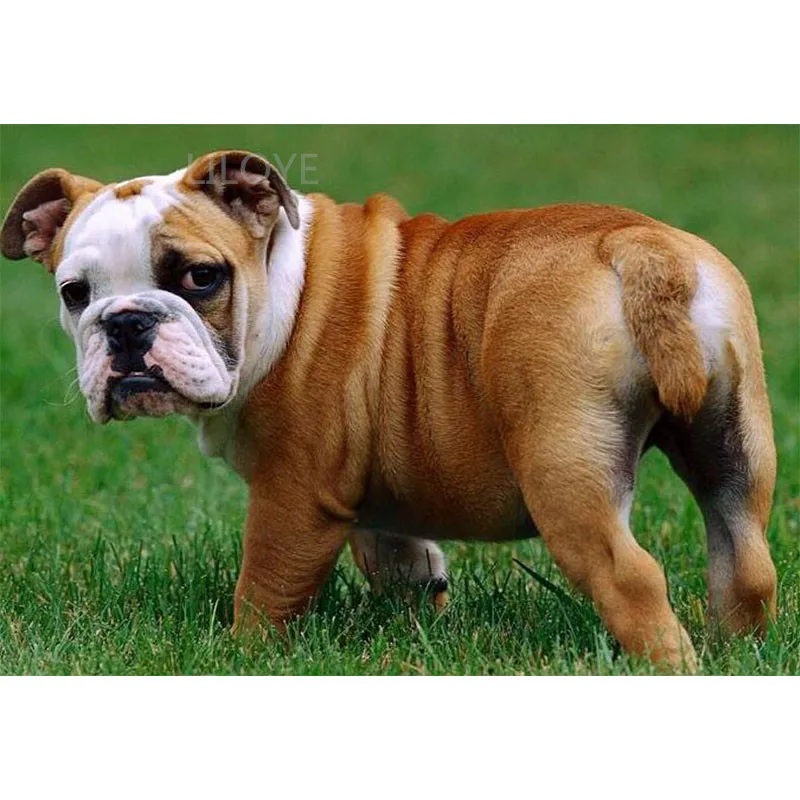 

Diy Ручная работа 5d алмазная картина бульдог картина из страз полный 3d Алмазная вышивка распродажа Алмазная мозаика для украшения TY128