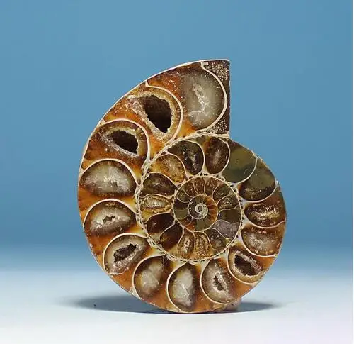Аммонит АА + симпатичный NAUTILUS MADAGASCAR FOSSIL с лечебным действием образцы 30 мм-40 мм |