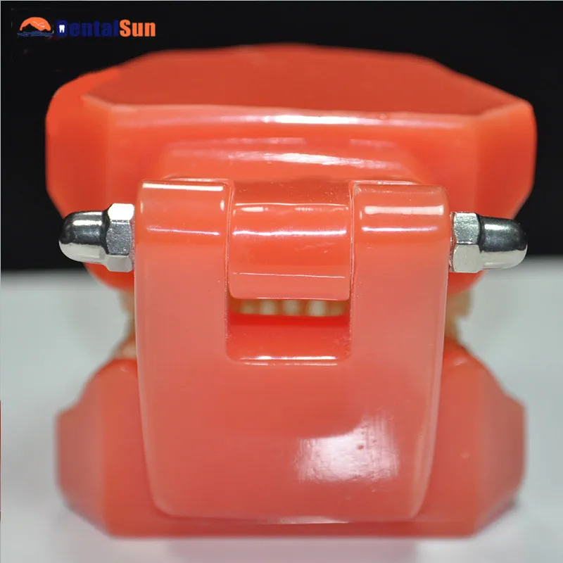 

Dental Removable Teeth Model Full Hinge with Soft Gum/Dental M7005 Teeth Model