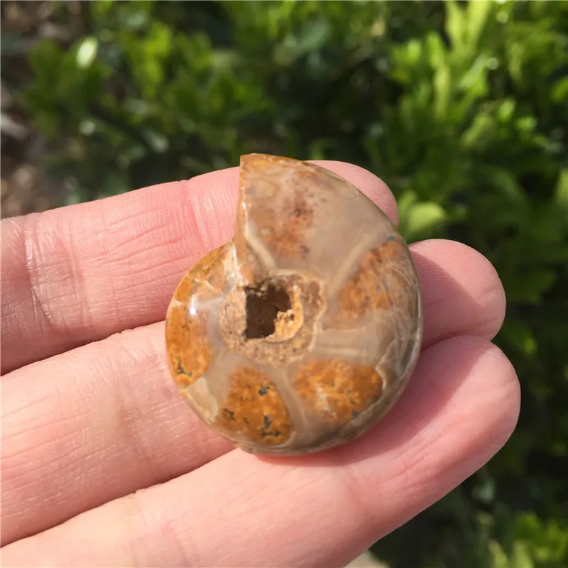 1pcs Natural Ammonite Fossil Specimen Ammolite Ocean Animal Snail Conch Madagascar Original Mineral | Дом и сад