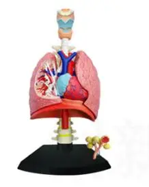 The 4D lung anatomy model consists of 21 parts, the respiratory system model the 4d male reproductive system anatomical model consists of 25 parts
