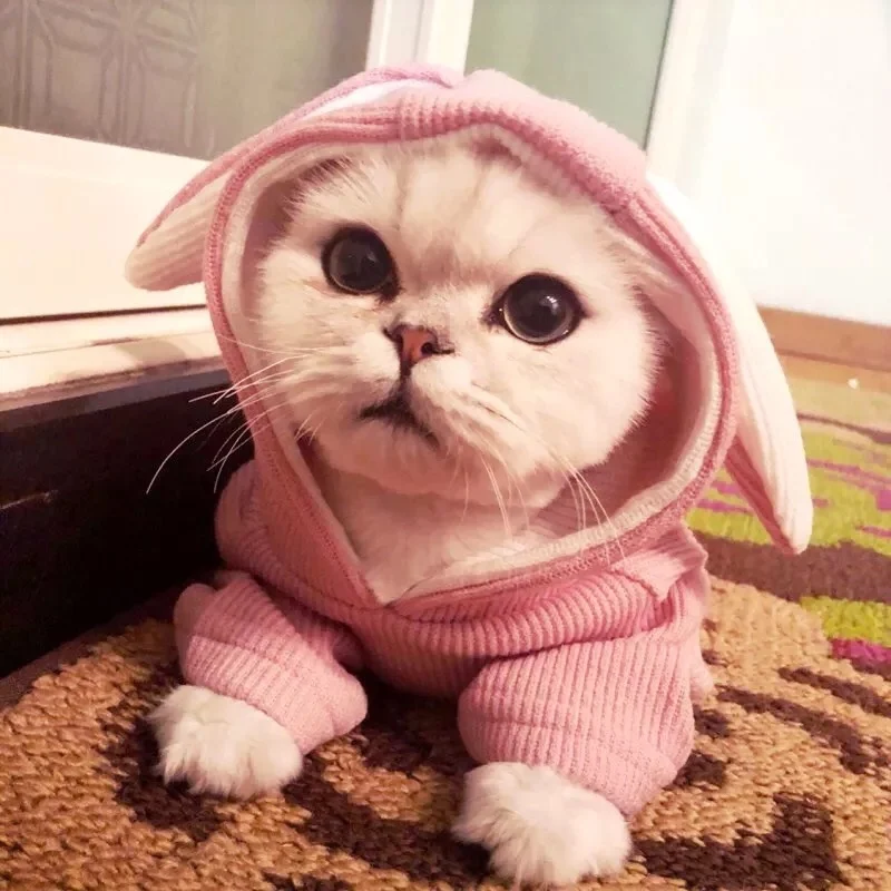 Kawaii 2019 одежда для домашних животных щенка кроличьи ушки пальто собак весна/осень