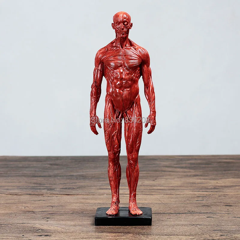 30 см Мужская и женская Анатомия человеческого тела Компаративный каучук череп