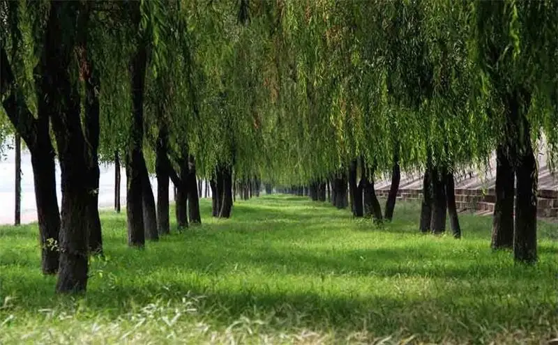 Пользовательские росписи 3D фото обои Гостиная диван фон ива лес и луга 3d картина